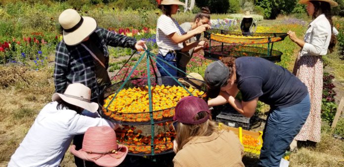 Santa Cruz Permaculture