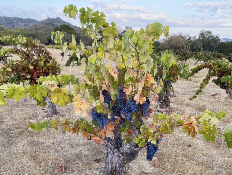 Storrs Winery