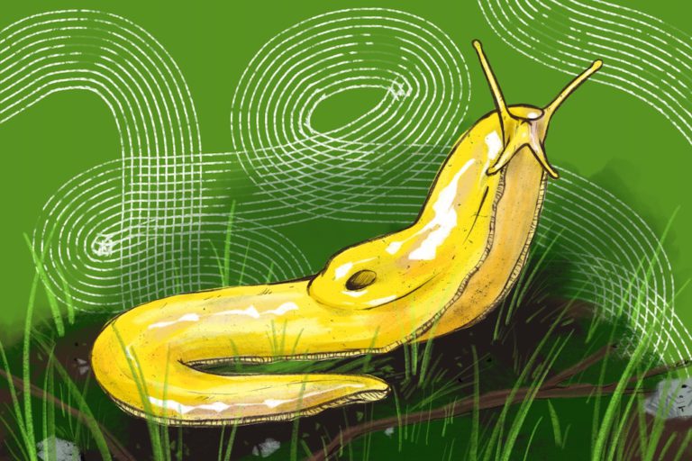 A Vote For California’s State Slug