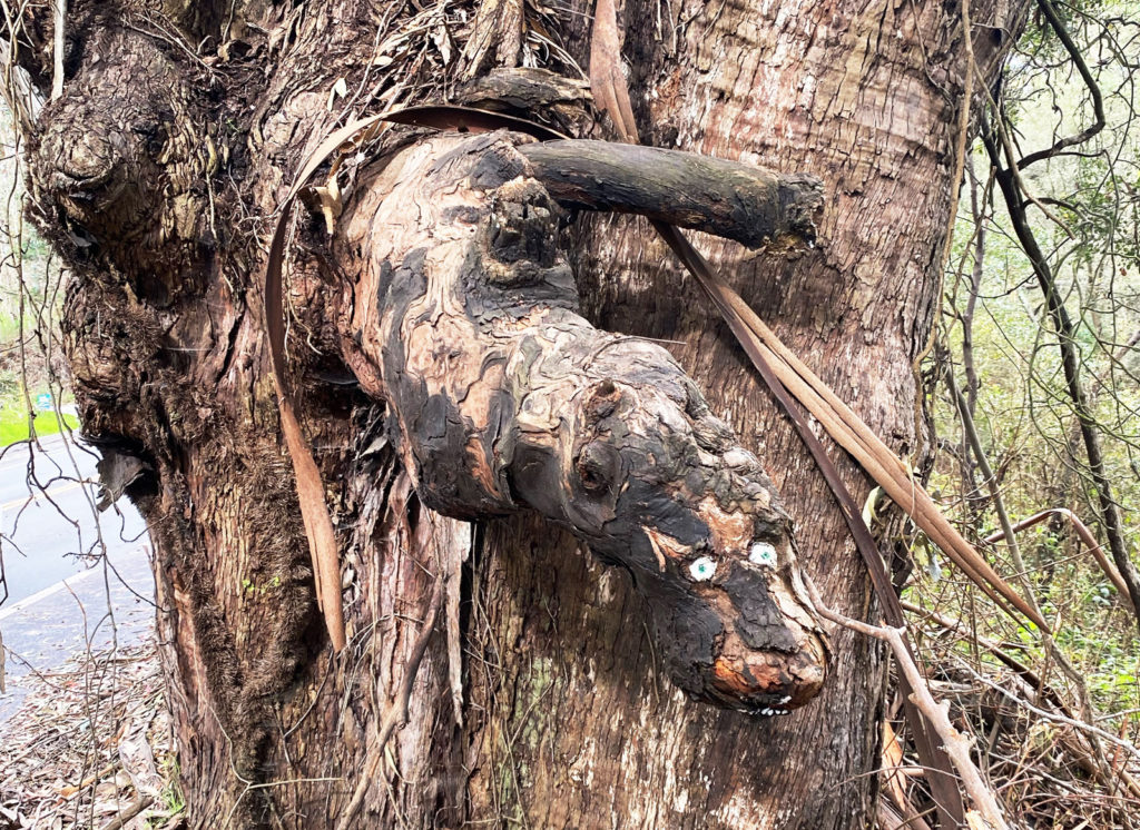 Closeup of a tree trunk with a gnarled growth that looks like a hippo, with two eyes painted on