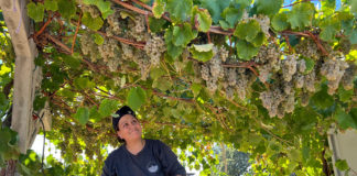 Woman harvesting grapes