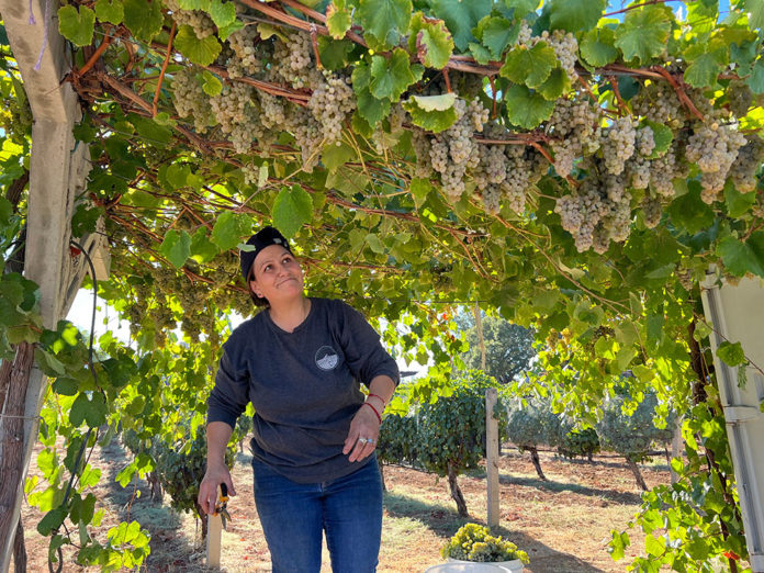 Shade Grown Woman harvesting grapes