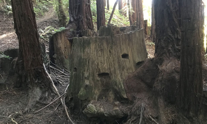 Hiking Lodato Loop Trail in Scotts Valley Fairy ring (big trunk with smaller redwoods around it)