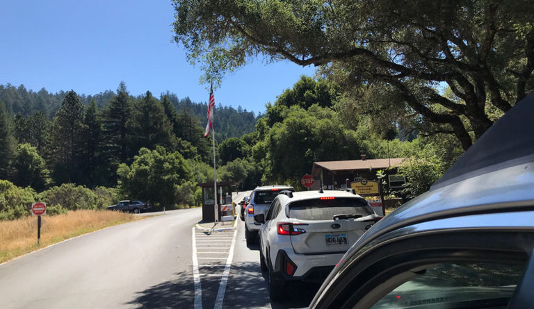 Redwood Grove Loop in Henry Cowell State Park