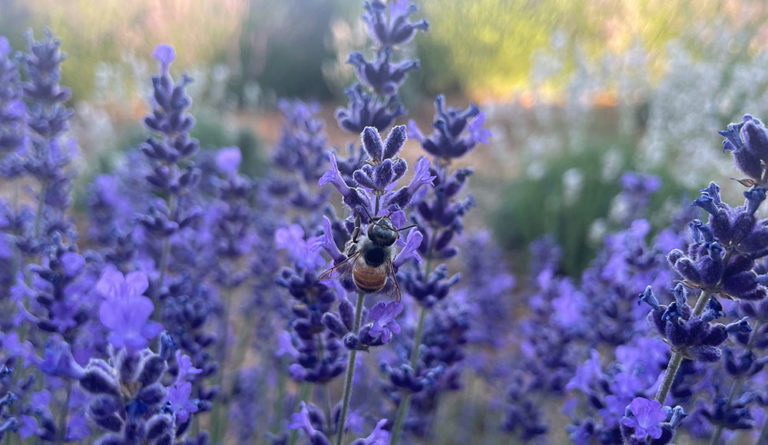 Sustainable Scent