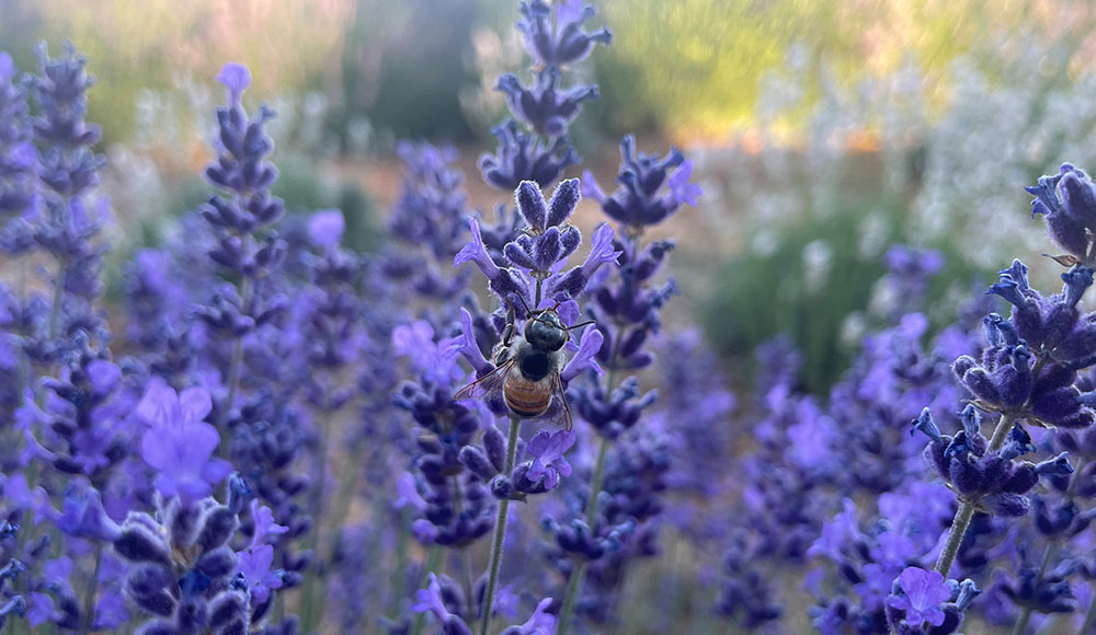 Lavender blossoms