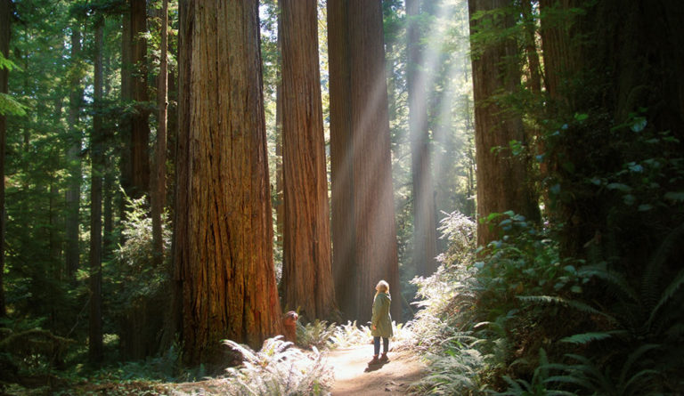 Into the Woods