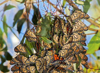 Monarch Butterflies Return