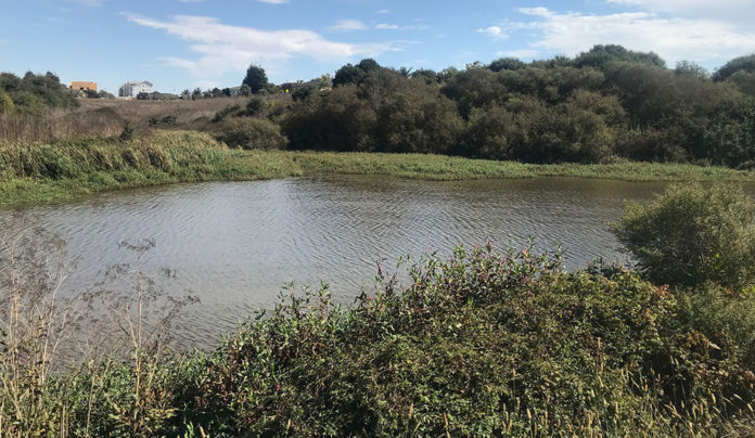 Take a Hike: The Watsonville Slough Trail Large pond and wetland