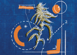 No Blueprint Blueprint paper with an illustration of a cannabis bud