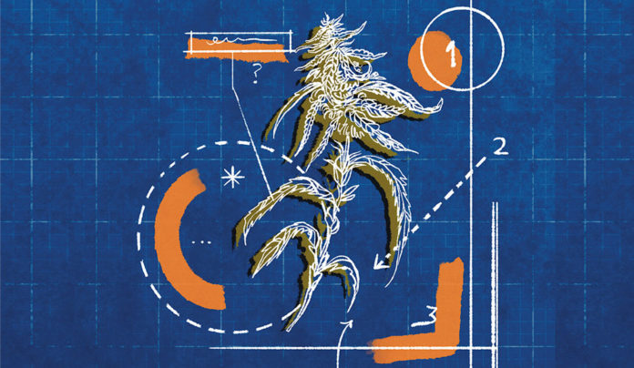 No Blueprint Blueprint paper with an illustration of a cannabis bud