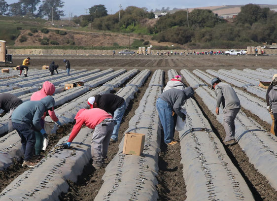 Half a Trillion Workers in a strawberry field