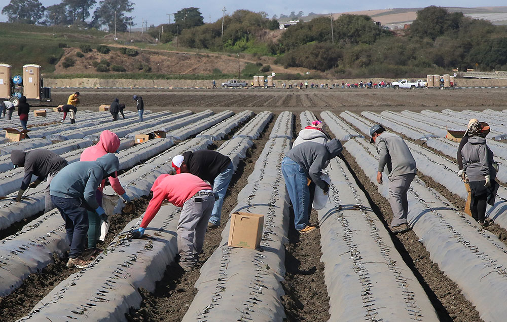 Workers in a strawberry field