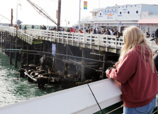 Wharf Reopens: Repairs, a Lawsuit and Bird Nests People on a wharf with sea lions on a platform below them