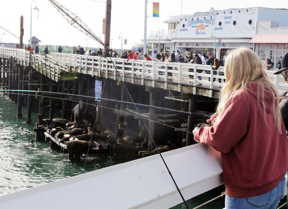 Wharf Reopens: Repairs, a Lawsuit and Bird Nests People on a wharf with sea lions on a platform below them