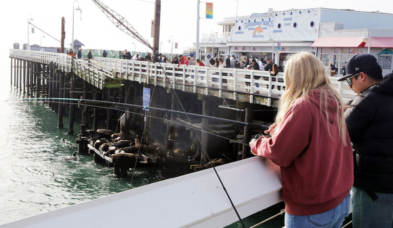 Wharf Reopens: Repairs, a Lawsuit and Bird Nests
