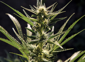 Weeded Out Cannabis plant photo in Good Times. PHOTO: Tarmo Hannula