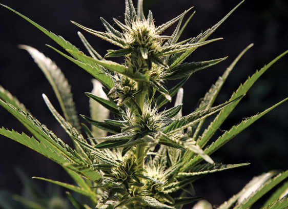 Weeded Out Cannabis plant photo in Good Times. PHOTO: Tarmo Hannula