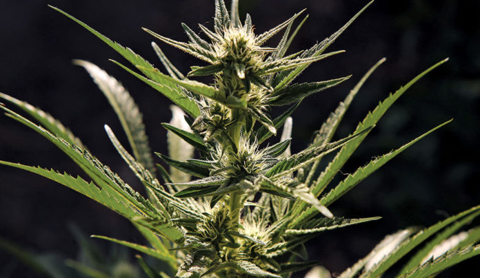 Weeded Out Cannabis plant photo in Good Times. PHOTO: Tarmo Hannula