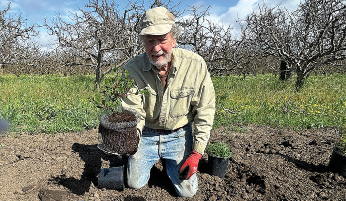 Apple Upgrade H&G manzanita shrub