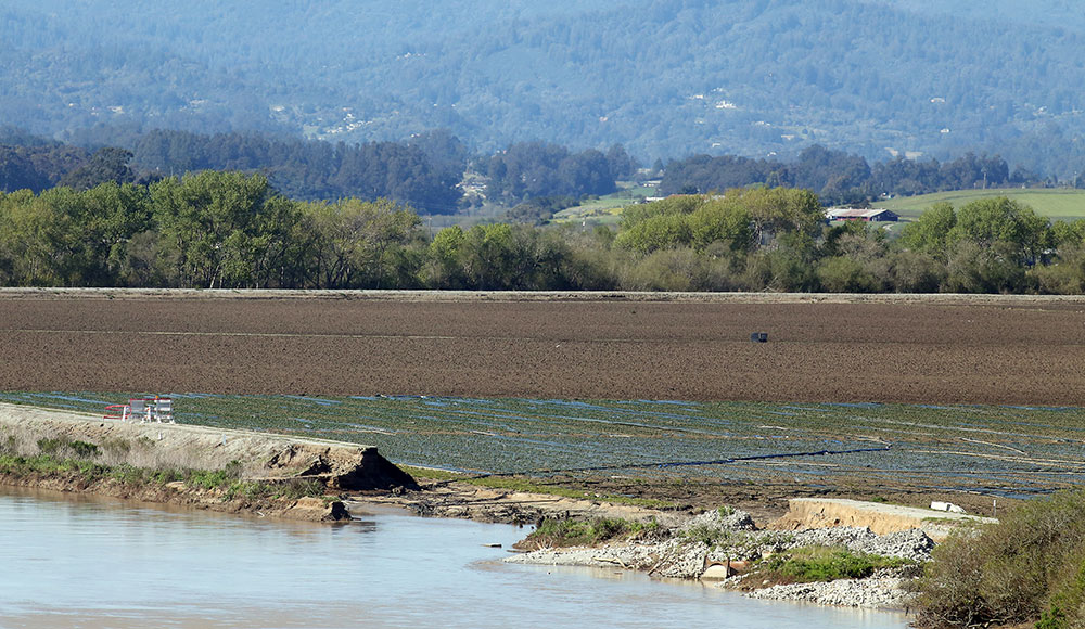 Levee break along the Pajaro River
