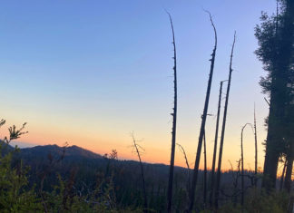 Phoenix Rising Ridge in the forest at sunset, burned trees in silhouette