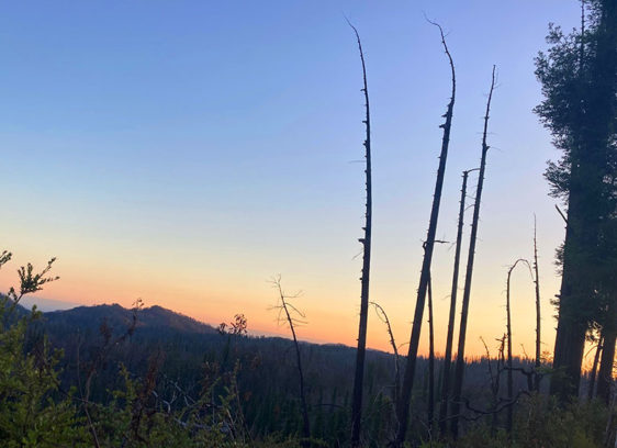 Phoenix Rising Ridge in the forest at sunset, burned trees in silhouette