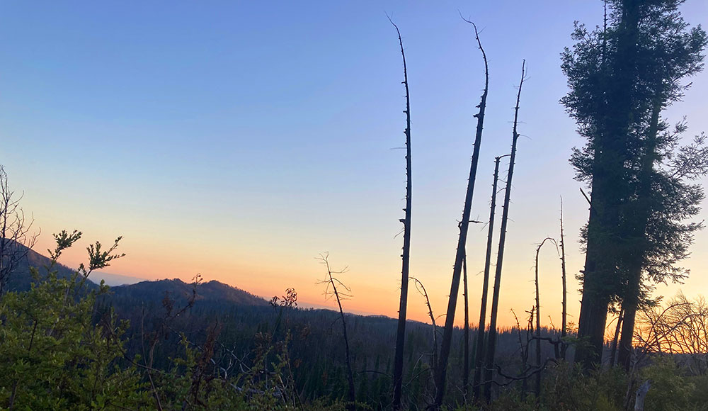 Ridge in the forest at sunset, burned trees in silhouette