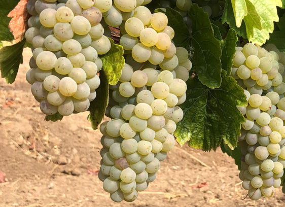 A Different White Vine and Dine photo, grapes at M. Mathis Winegrower