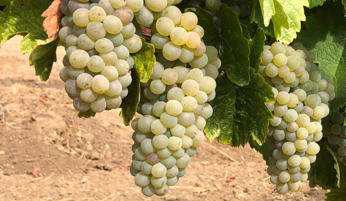 A Different White Vine and Dine photo, grapes at M. Mathis Winegrower