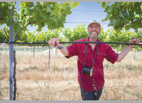 Count on Sheep Paicines Ranch photo