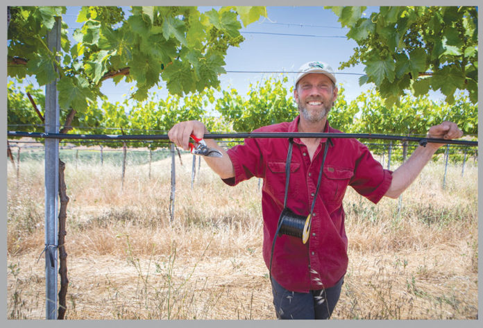 Count on Sheep Paicines Ranch photo