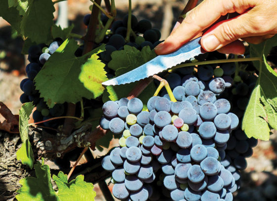 Silver Standard vine and dine photo of grape vines