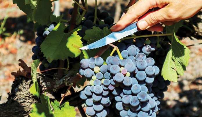 Silver Standard vine and dine photo of grape vines