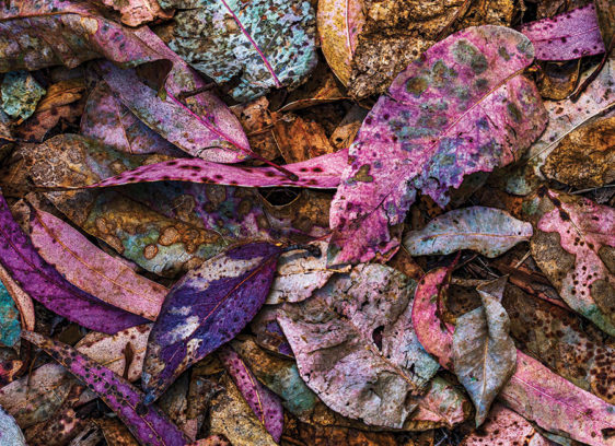 Photo Realism Arts feature photo of colorful fallen leaves.
