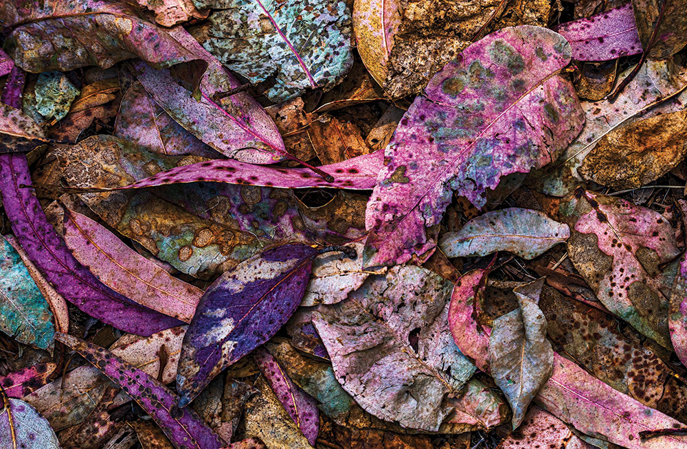 Arts feature photo of colorful fallen leaves.