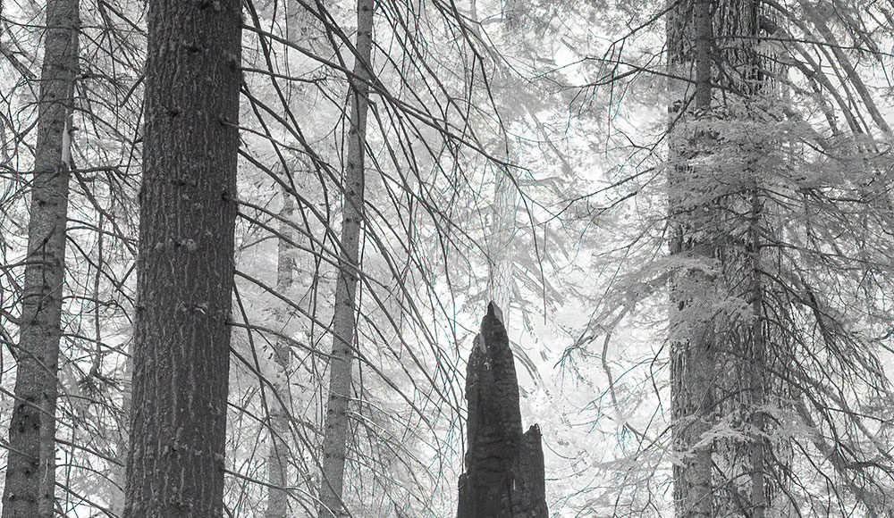 Art and Entertainment arts column photo of tree