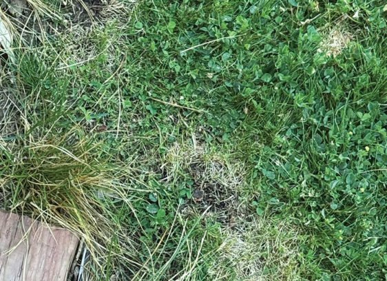 Feral Lawns a feral lawn