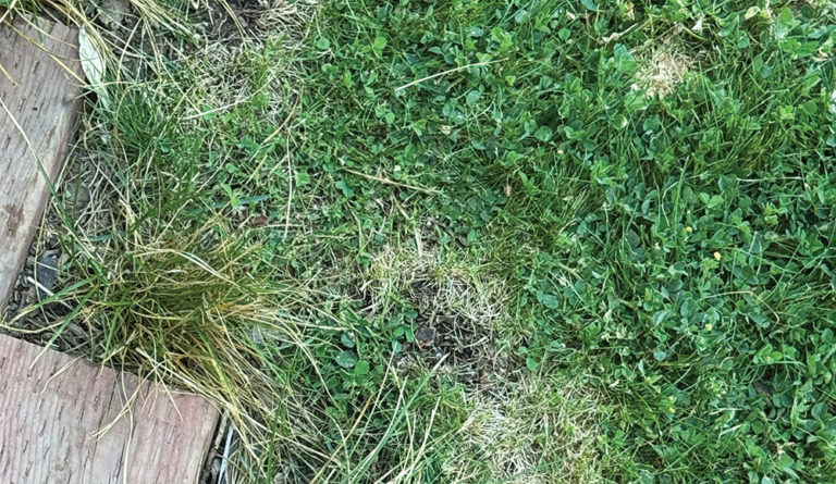 Feral Lawns