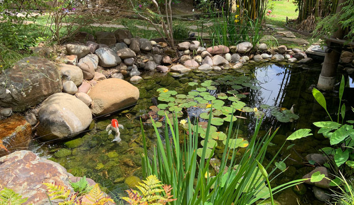 Soothing Waters koi pond