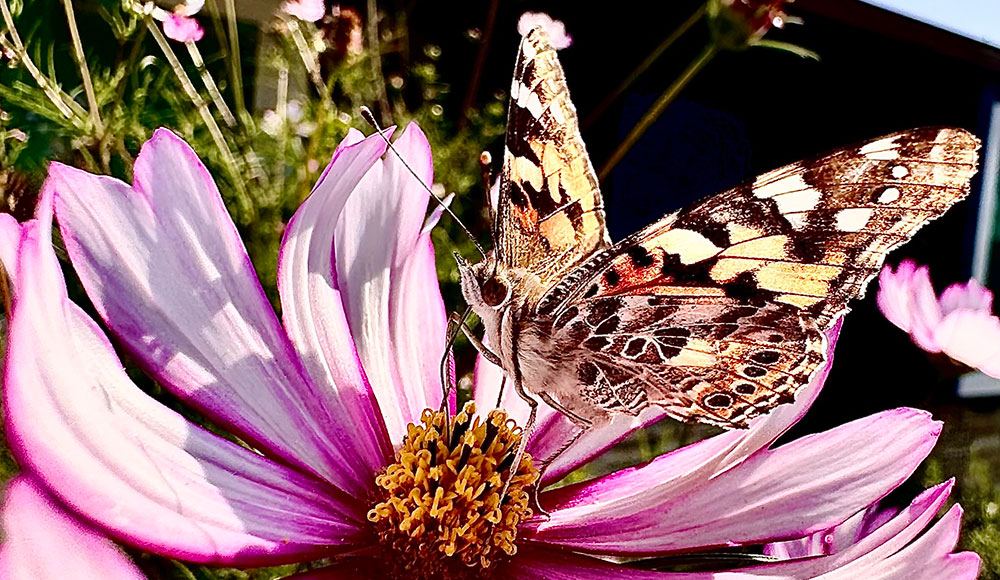 Butterfly perched on a flower