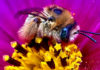 Air Bee & Bee Bee on a brightly colored flower