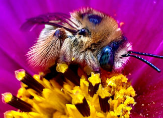 Air Bee & Bee Bee on a brightly colored flower