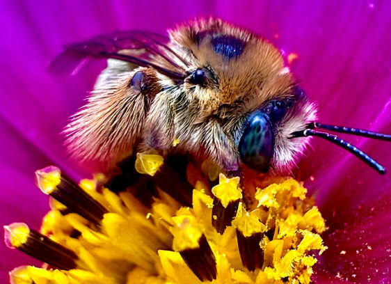 Air Bee & Bee Bee on a brightly colored flower