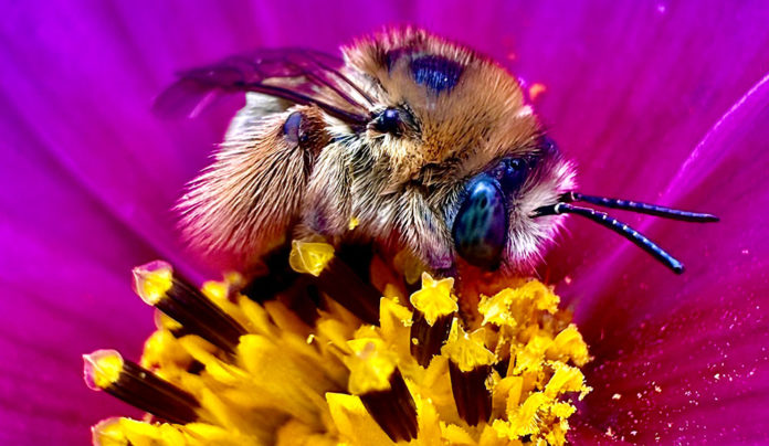 Air Bee & Bee Bee on a brightly colored flower