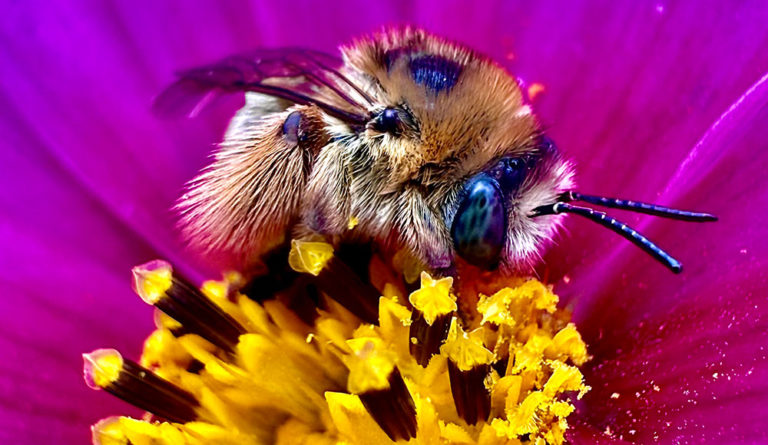 Air Bee & Bee