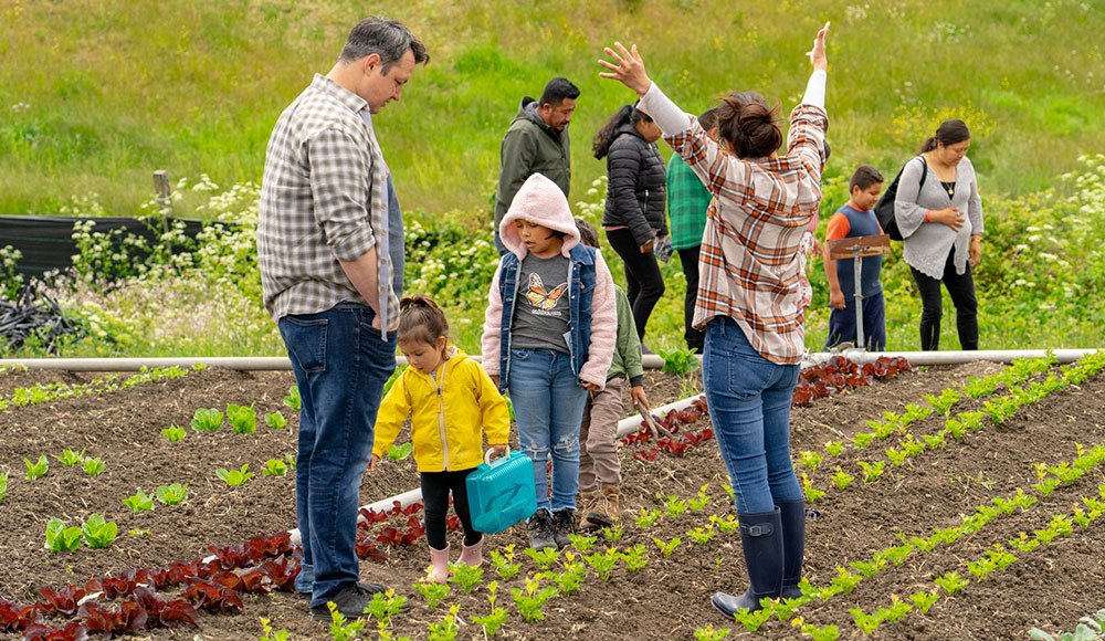 adults and kids stand between row of flowers at a flower farm