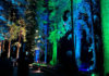 Roaring Camp Offering Colorful Night Strolls Redwood forest at night illuminated with colorful lights