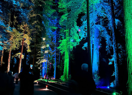 Roaring Camp Offering Colorful Night Strolls Redwood forest at night illuminated with colorful lights