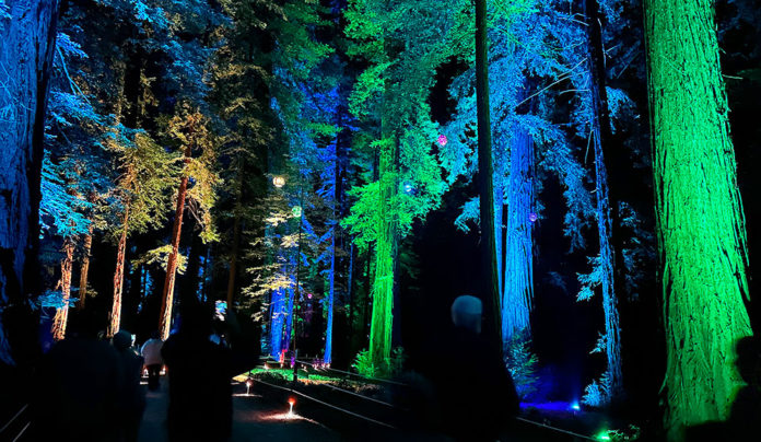 Roaring Camp Offering Colorful Night Strolls Redwood forest at night illuminated with colorful lights